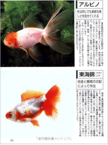 Fish Book Japanese Goldfish Ranchu Catalogue 5  