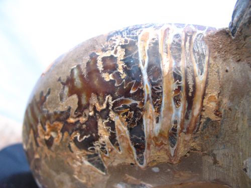 10.3kg Pair*beautiful* Ammonites Fossil Mineral Stone Rock 