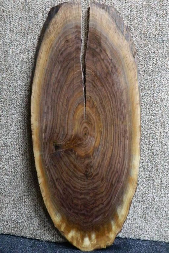   Walnut Oval Cut Curly Spalty Figured Gorgeous Circle Grain 1358  