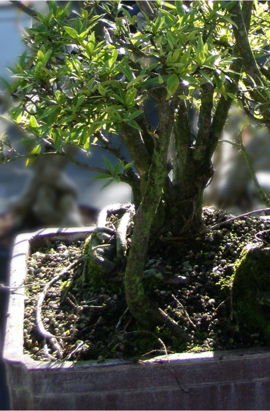 Willow Leaf Ficus Bonsai Tree 39 Tall Large Specimen  