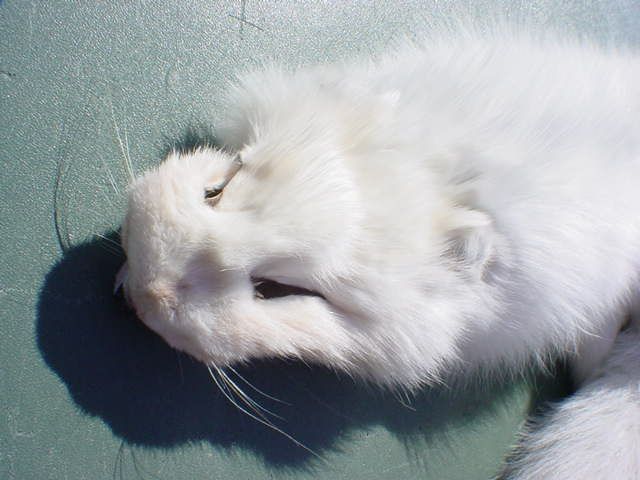 White fur Arctic fox pelt for mountain man hat mukluk ~  