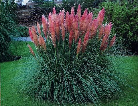 Pink Pampas Grass   Large plants  4 pack  Dark Pink  