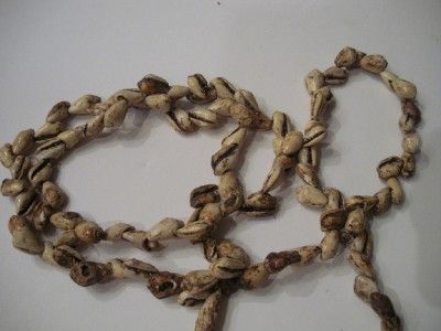 Authentic Native Indian Strand Marginalia Shells & 2 Gorgets Circa 