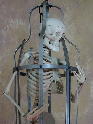Skeleton Cage Halloween Prop, Human Skeletons, NEW  