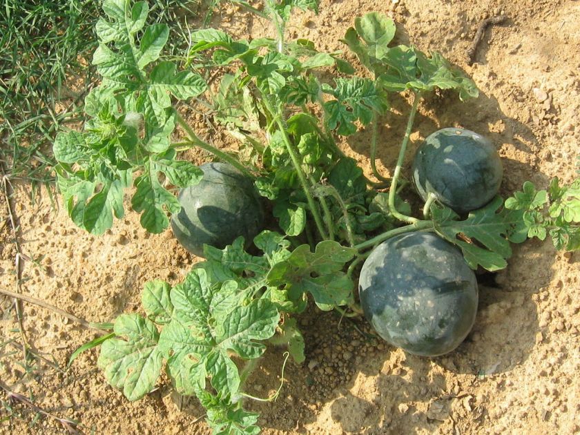 BUSH WATERMELON SEEDS ** COMPACT/ QUICK GROW #1170  