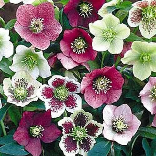 HELLEBORUS BALLARDS GROUP 1 PKT x 15 HELLEBORE SEEDS  