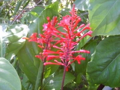   Hummingbirds Firespike Shrub Plant Red Flowers Winter Bloom  