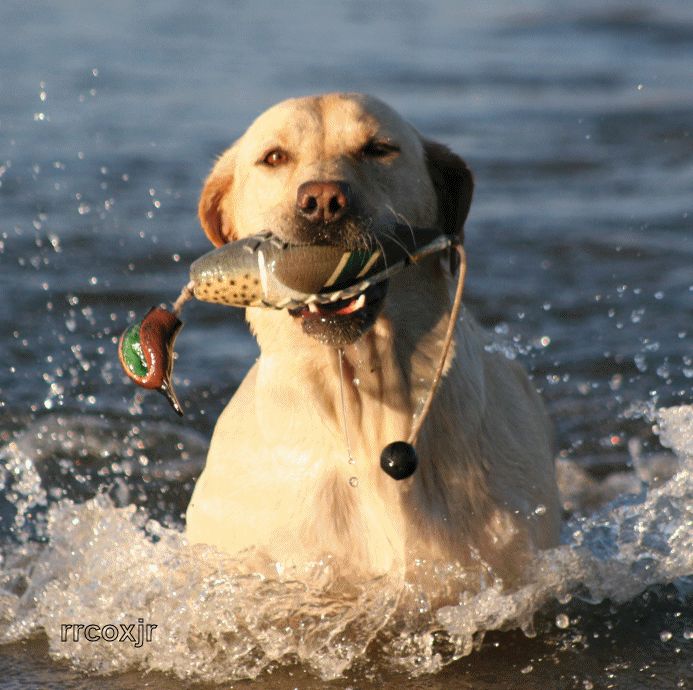 AVERY GHG SPORTING DOG ATB TEAL TRAINING DUMMY BUMPER 700905020102 