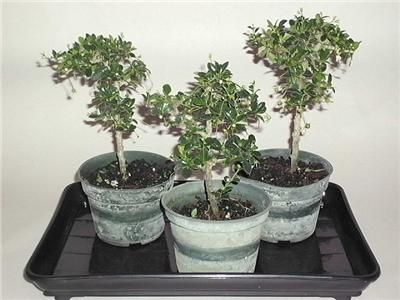 Micro Leaf Fukien Tea Bonsai Starter Tree  