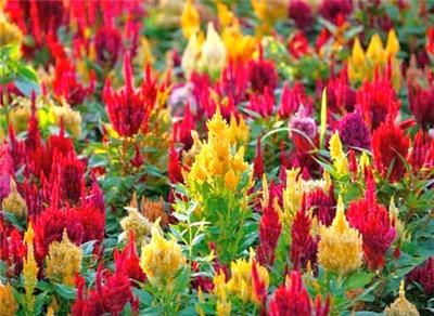 CELOSIA PLUMOSA FAIRY FOUNTAINS MIX seeds F253  