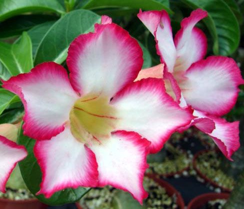 Adenium obesum PINK FLOWERED 2 YR. SEEDLING ~PLANT~  