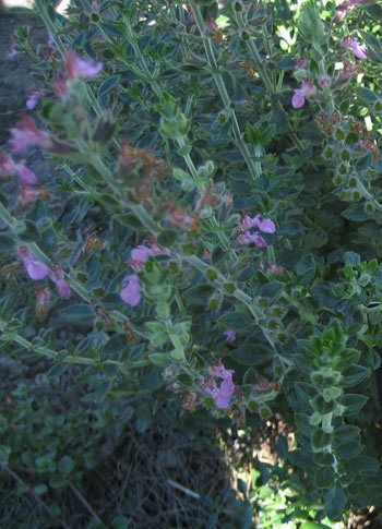 Germander (Teucriun Chamaedrys) Plant.  